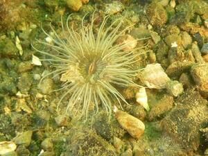 Witwenrose - Copyright: Bernd Hirschmann