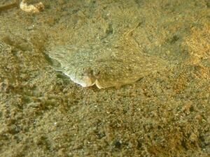 Plattfisch-Porträt - Copyright: Bernd Hirschmann