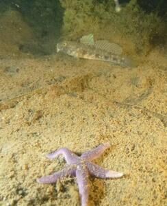 Schwarzgrundel mit Seestern - Copyright: Bernd Hirschmann