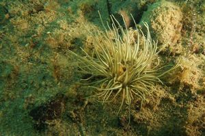 Gammel Aalbo - Schlammrose Gammel Aalbo - Schlammrose